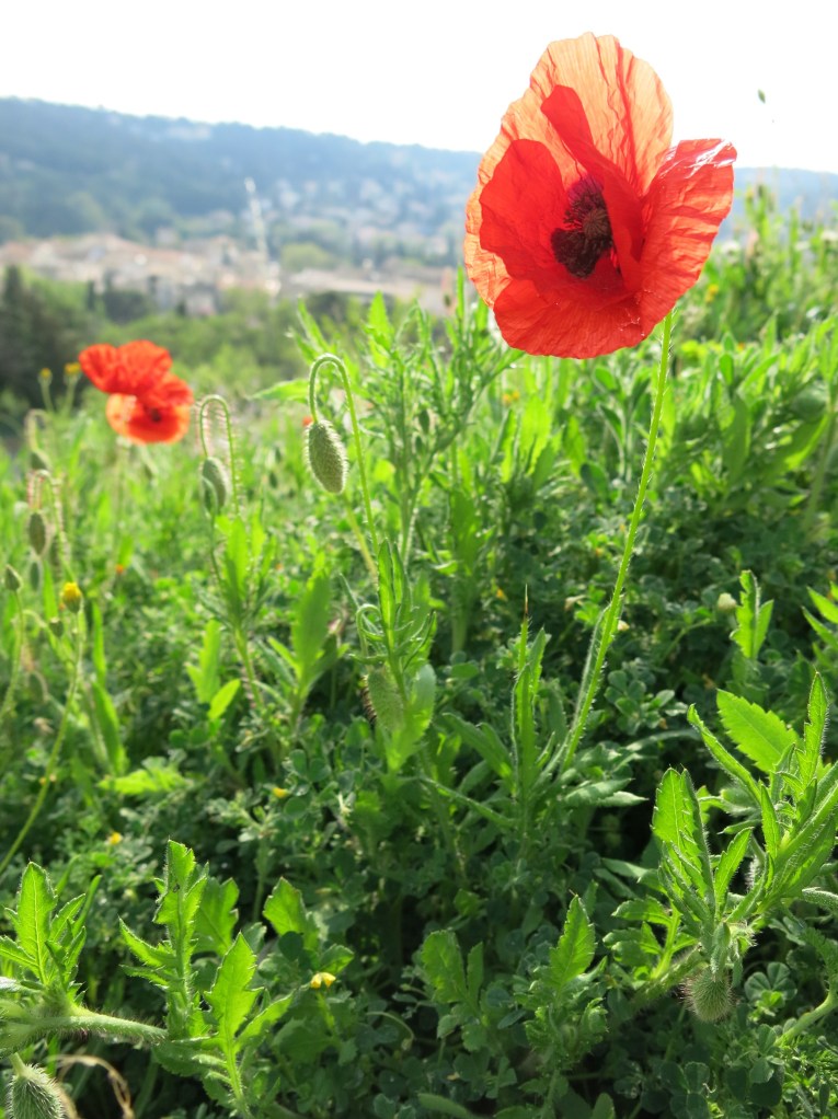 Poppy, Fort Saint-André (Villeneuve-lès-Avignon)