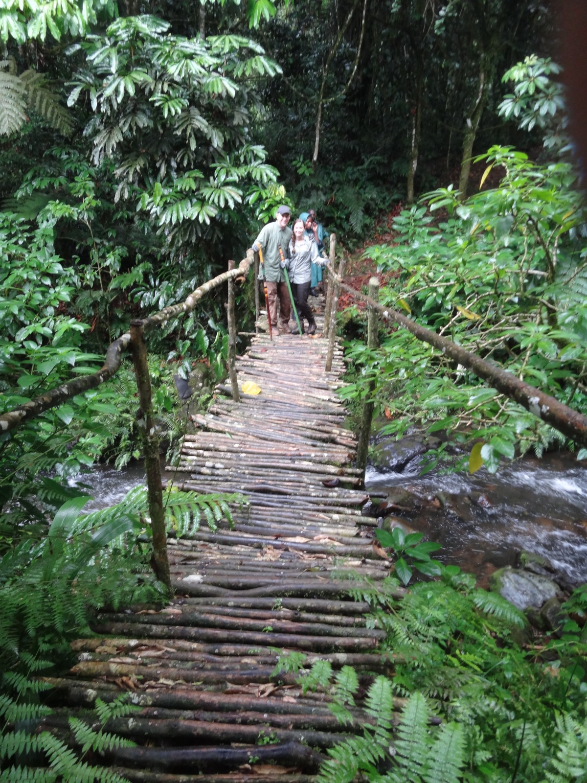 Bwindi Impenetrable Forest