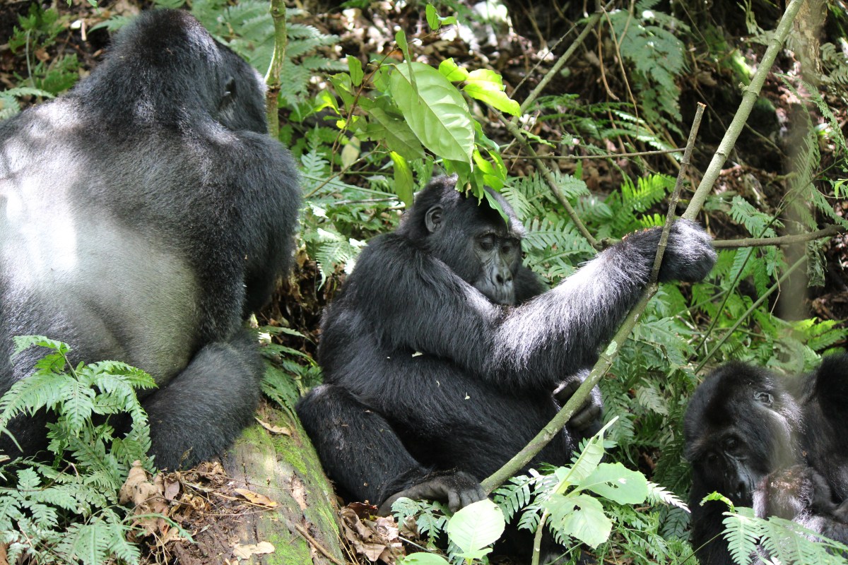 Bwindi Impenetrable Forest