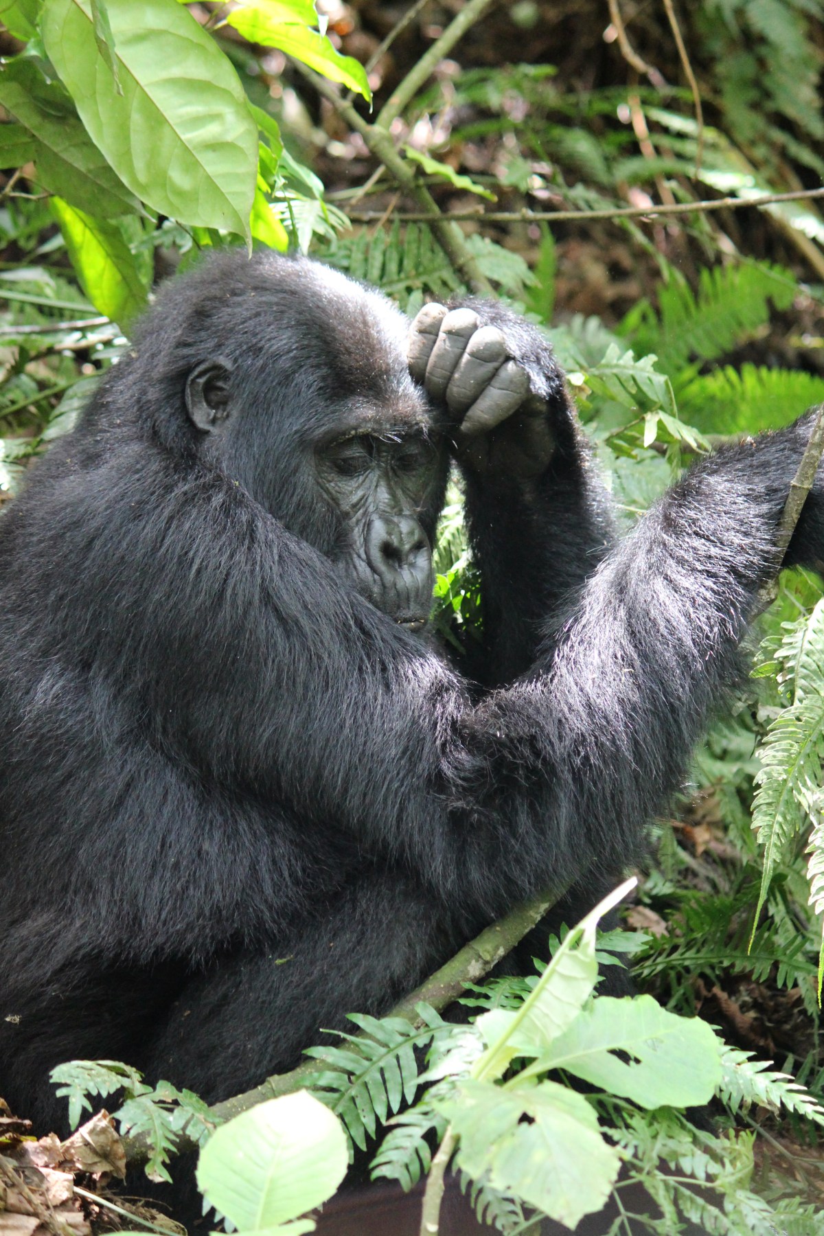 Bwindi Impenetrable Forest