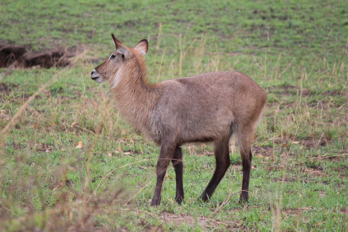 Waterbuck at Murchison Falls National Park