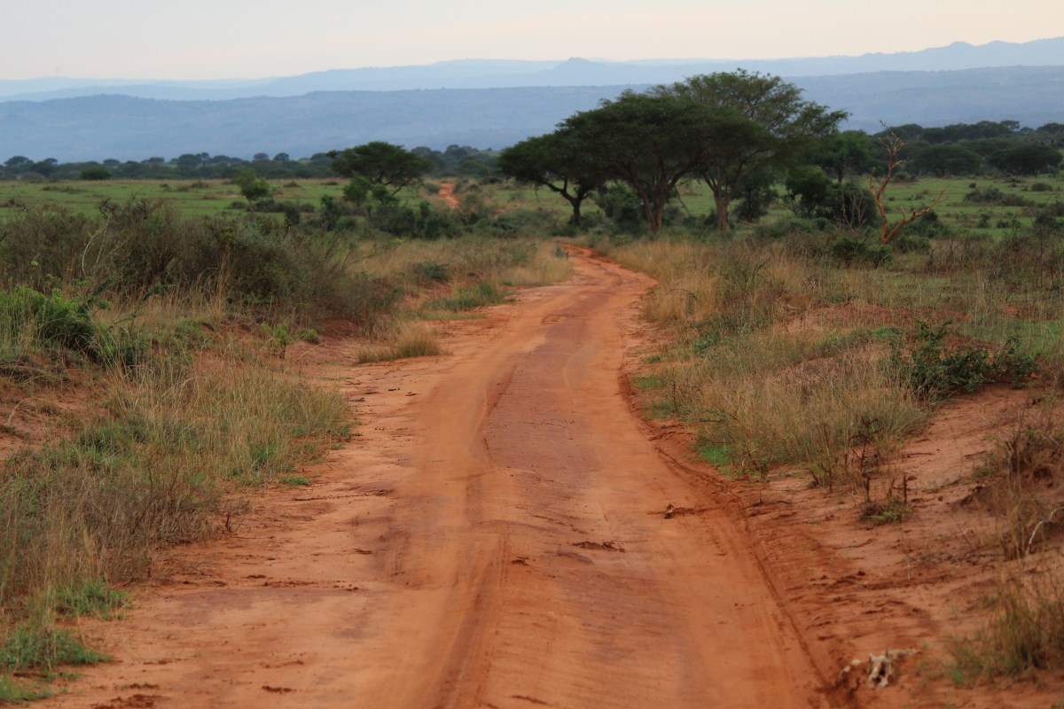 Game drive at Murchison Falls National Park
