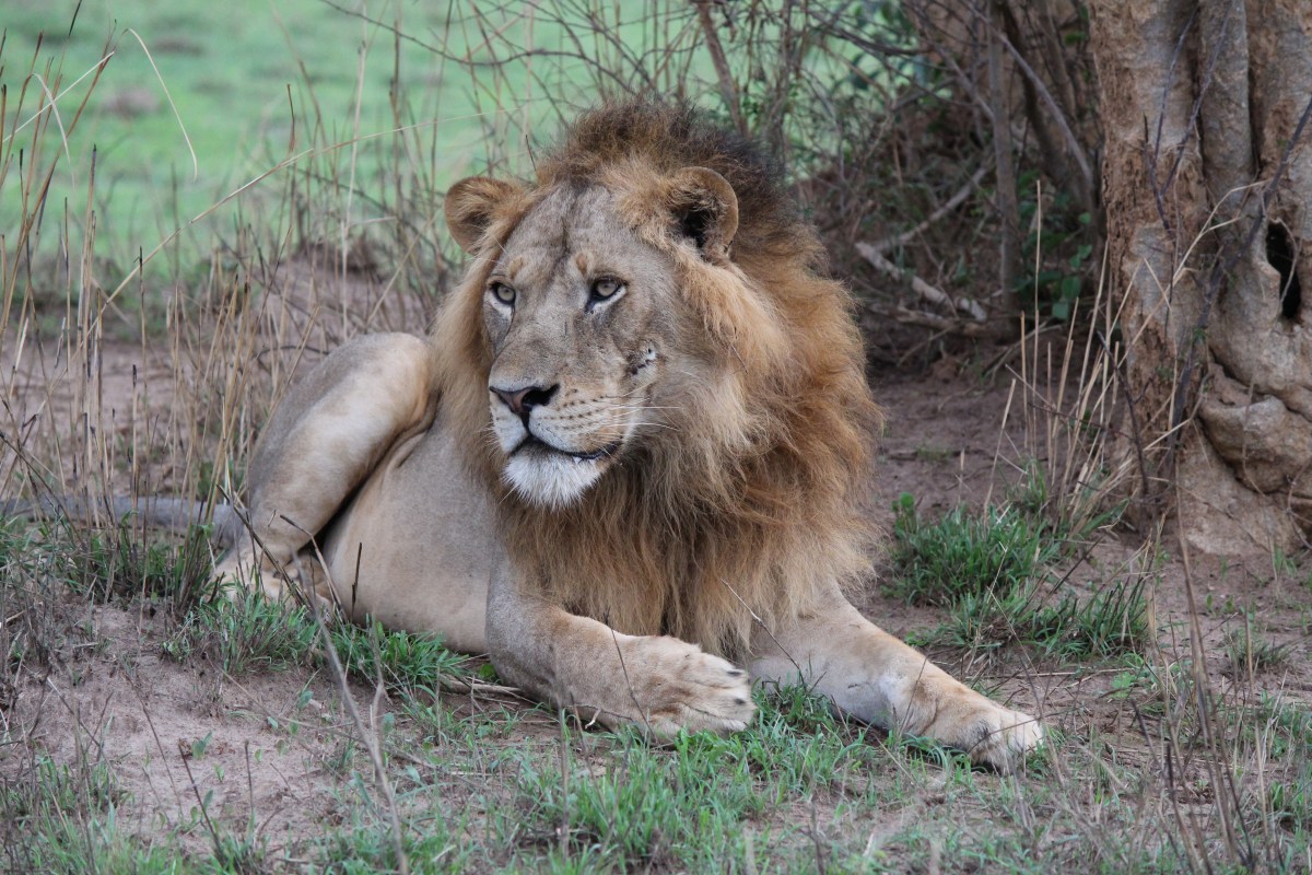 Lion at Murchison Falls National Park