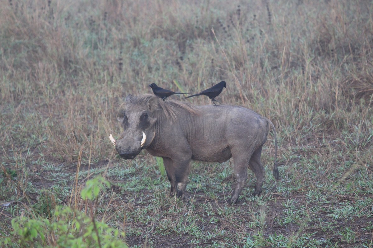 Warthog and friends at Murchison Falls National Park