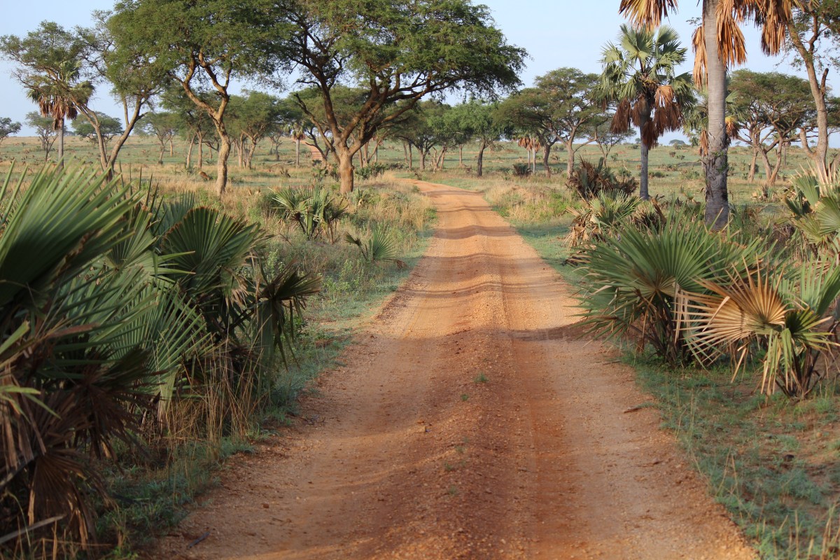 Game drive at Murchison Falls National Park