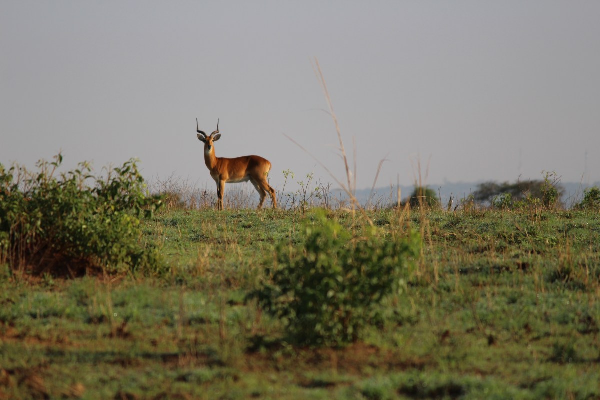 Ugandan kob at Murchison Falls National Park