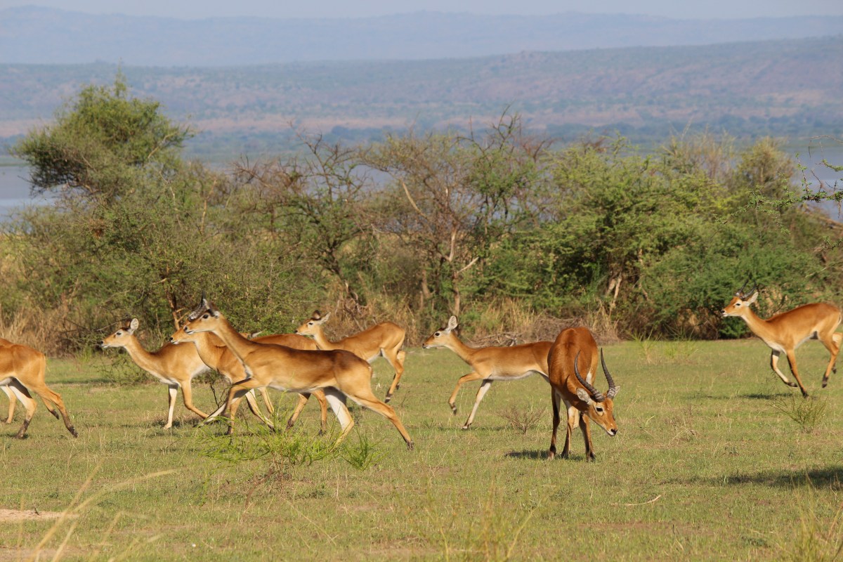 Ugandan kob at Murchison Falls National Park