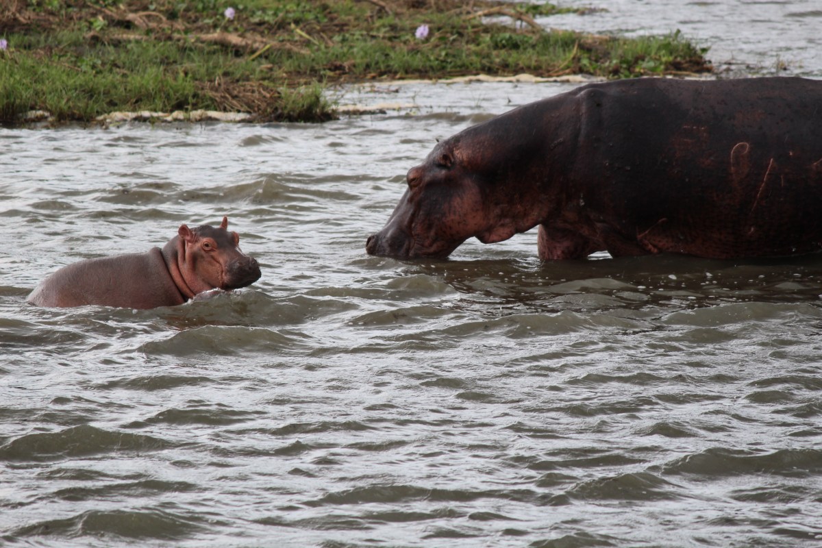 Hippos on Paraa Safari Lodge Boat Tour