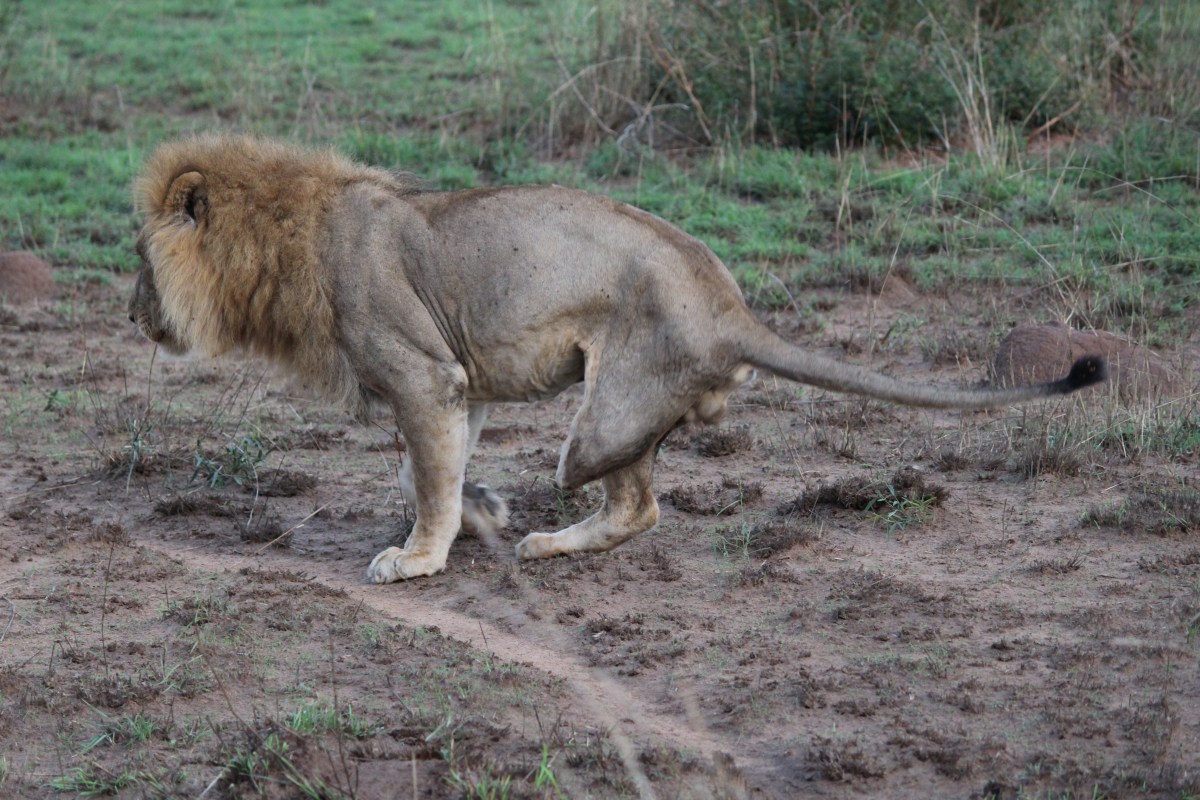 Three-legged lion at Murchison Falls National Park