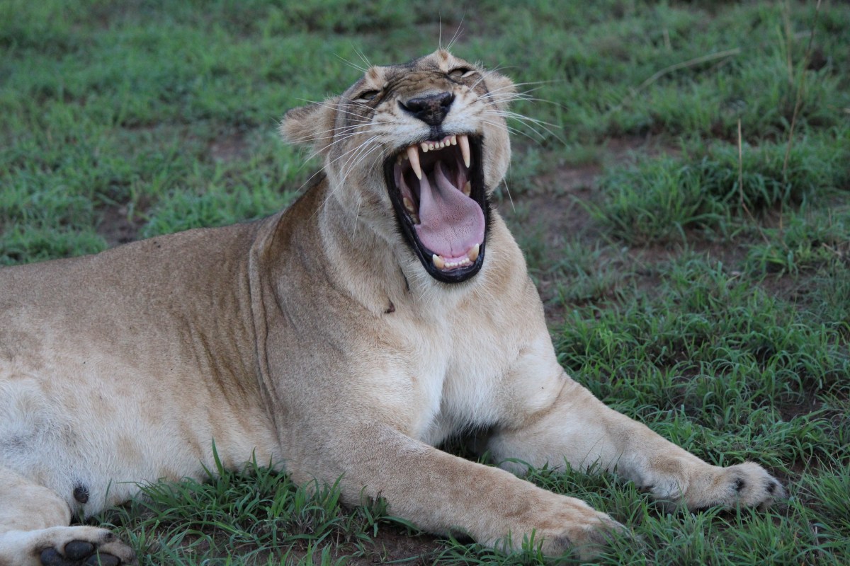 Lioness at Murchison Falls National Park