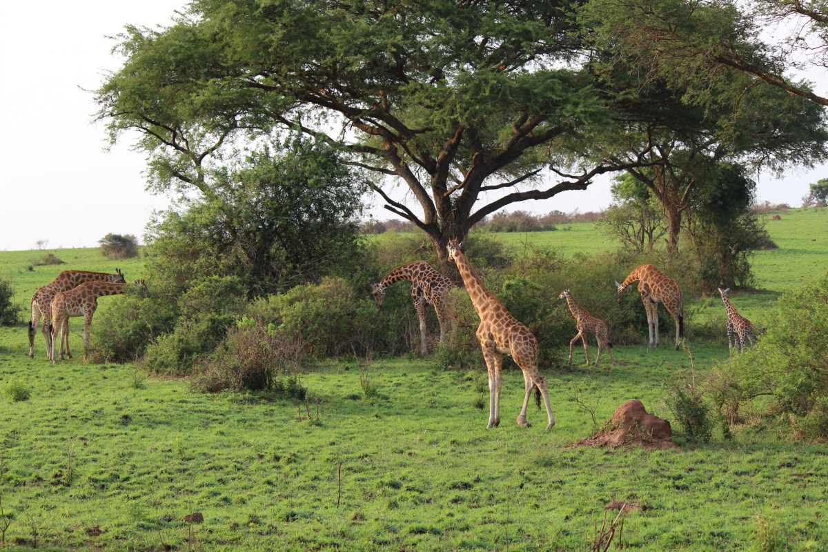 Giraffes at Murchison Falls National Park