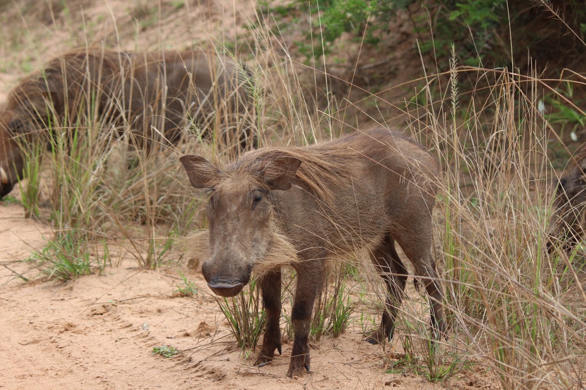 Warthog at Murchison Falls National Park