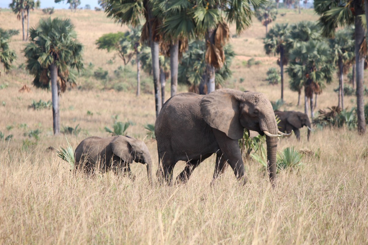 Elephants at Murchison Falls National Park