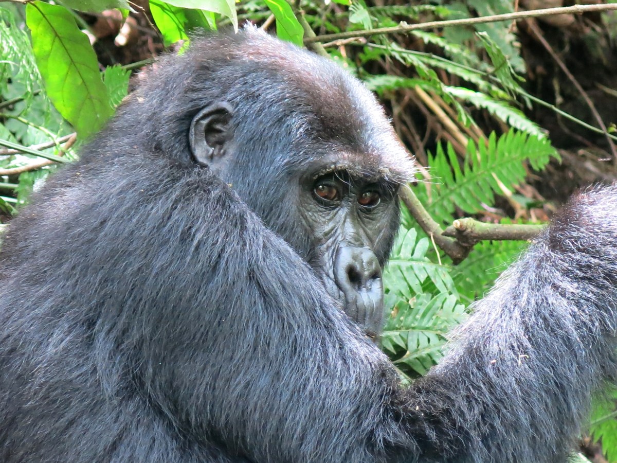 Bwindi Impenetrable Forest