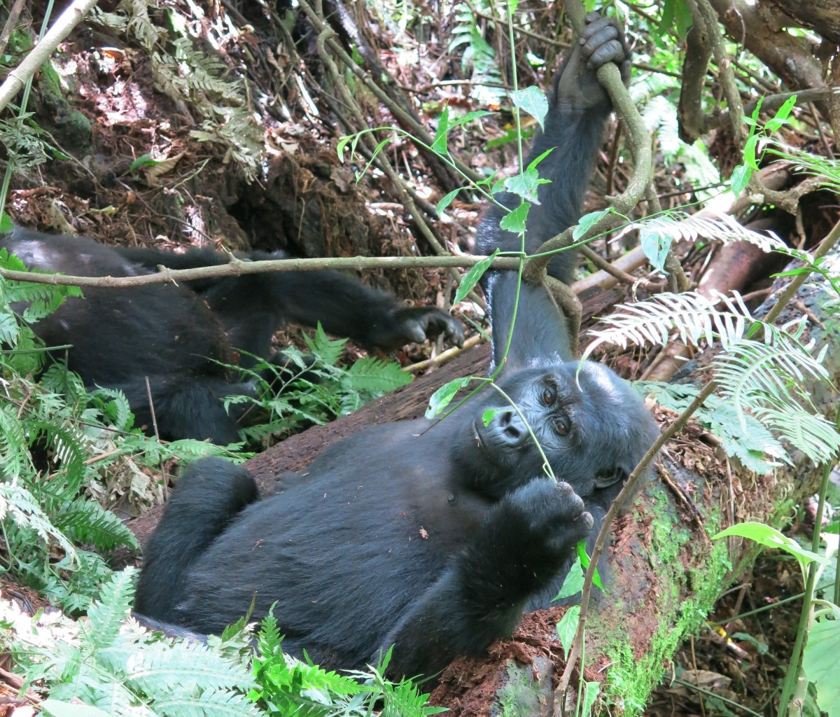 Bwindi Impenetrable Forest