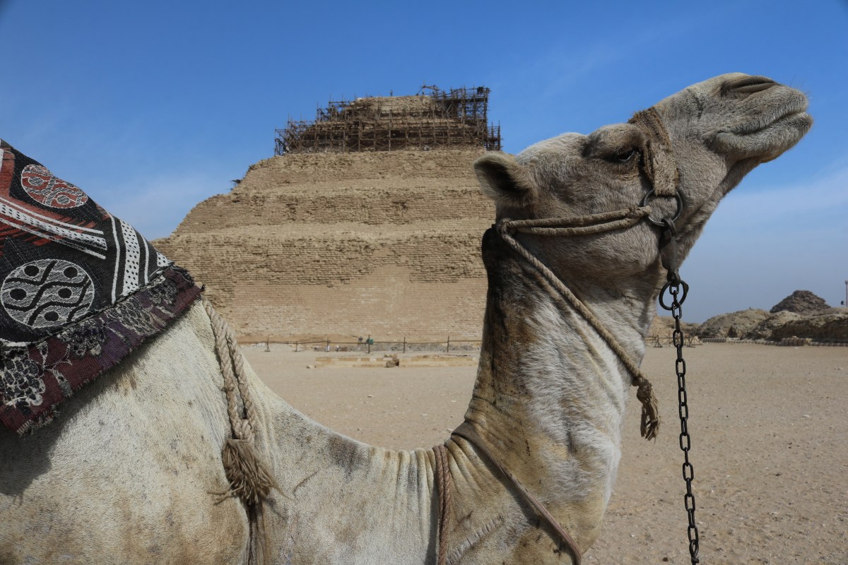 Camel and the Pyramid of Djoser