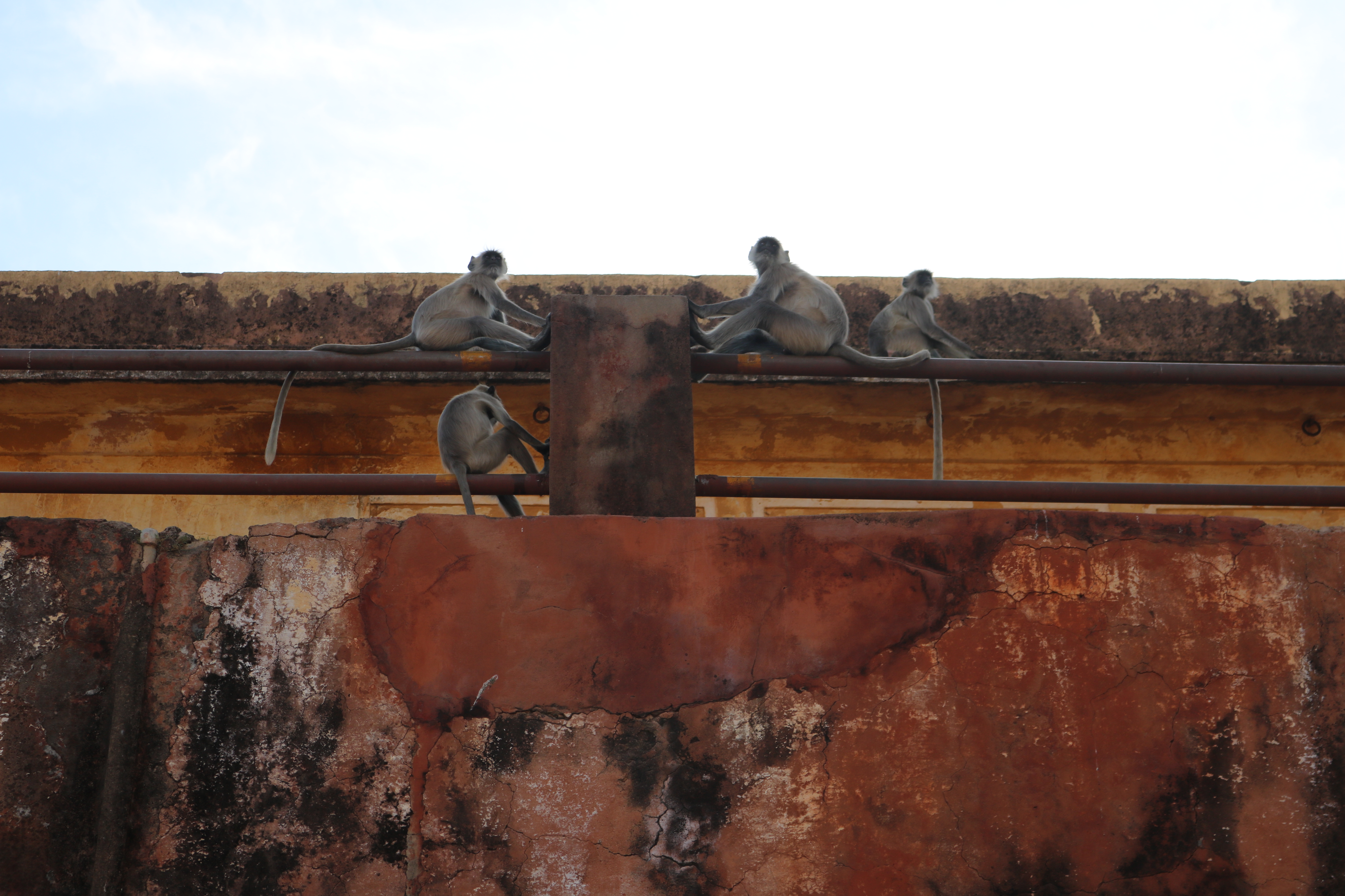 Monkeys, Mehrangarh Fort, Jodhpura, India
