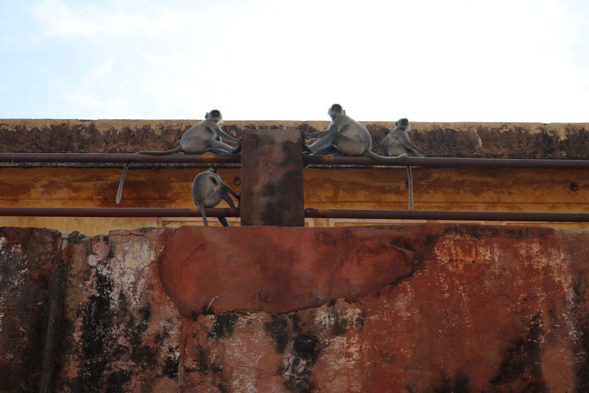 Monkeys, Mehrangarh Fort, Jodhpura, India