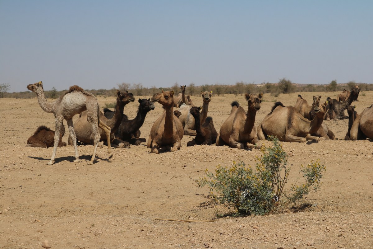 Camels in India
