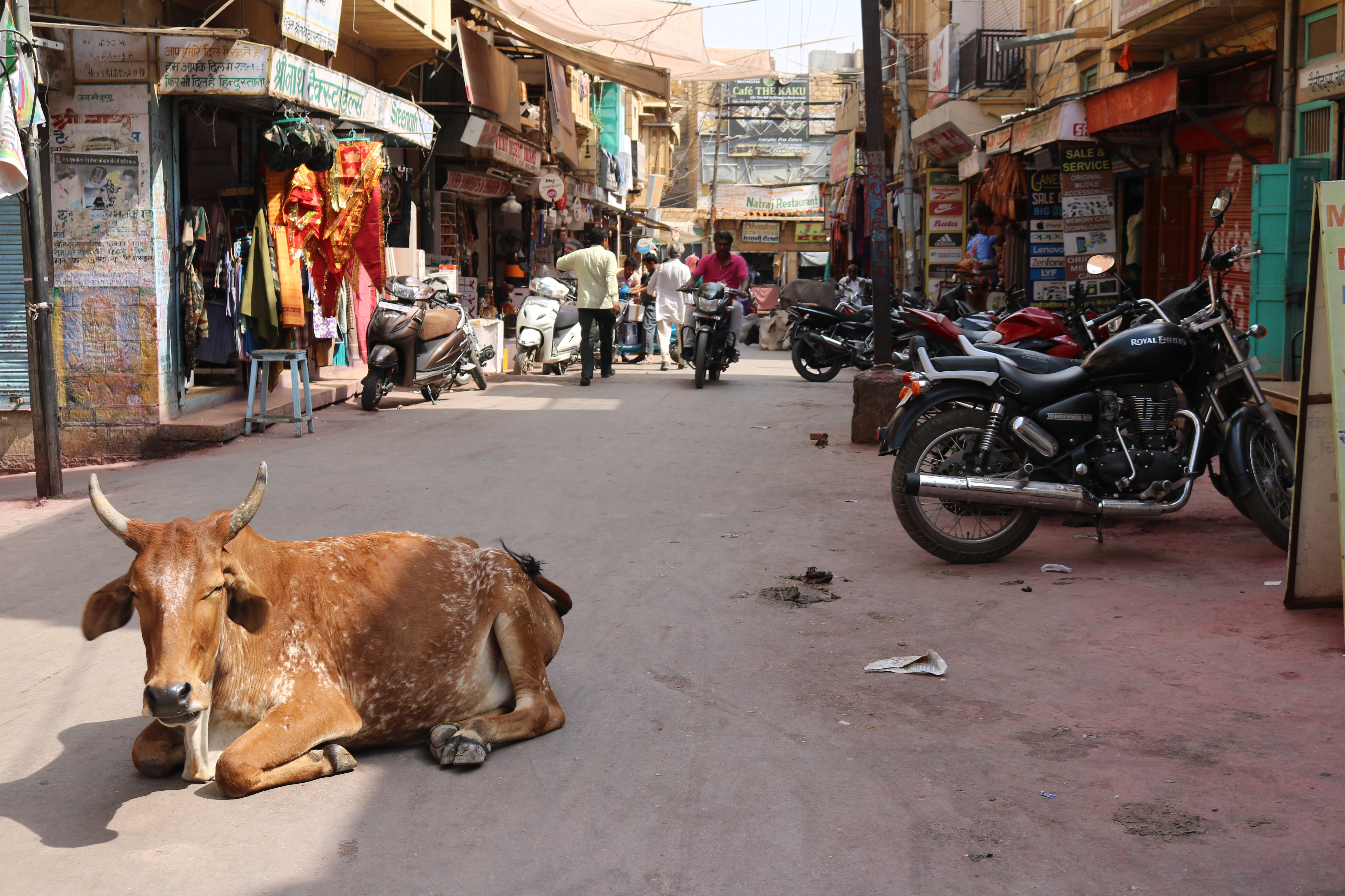 Cow in Jaisalmer, India