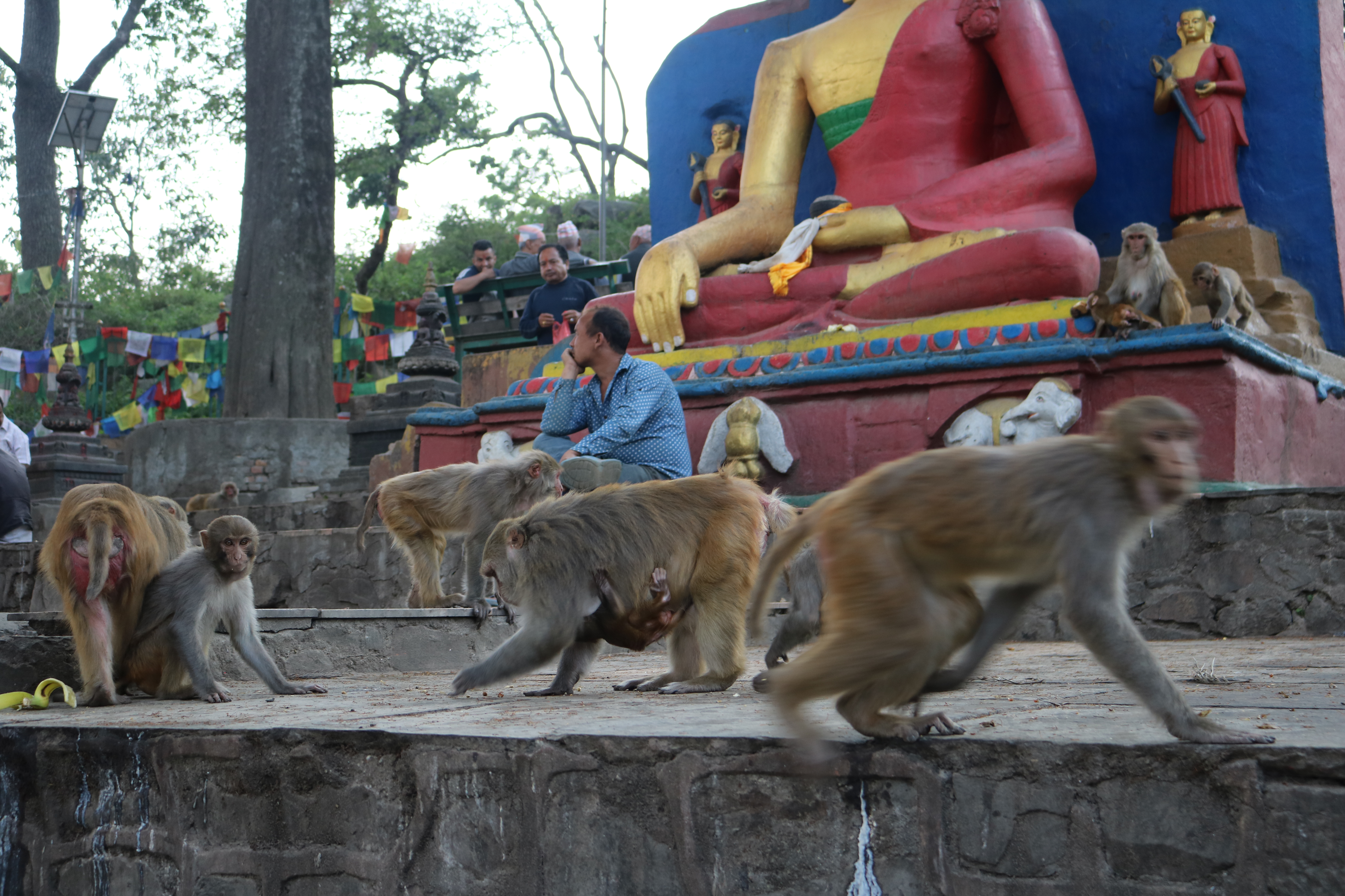 Monkeys on the move at Swayambhunath Stupa