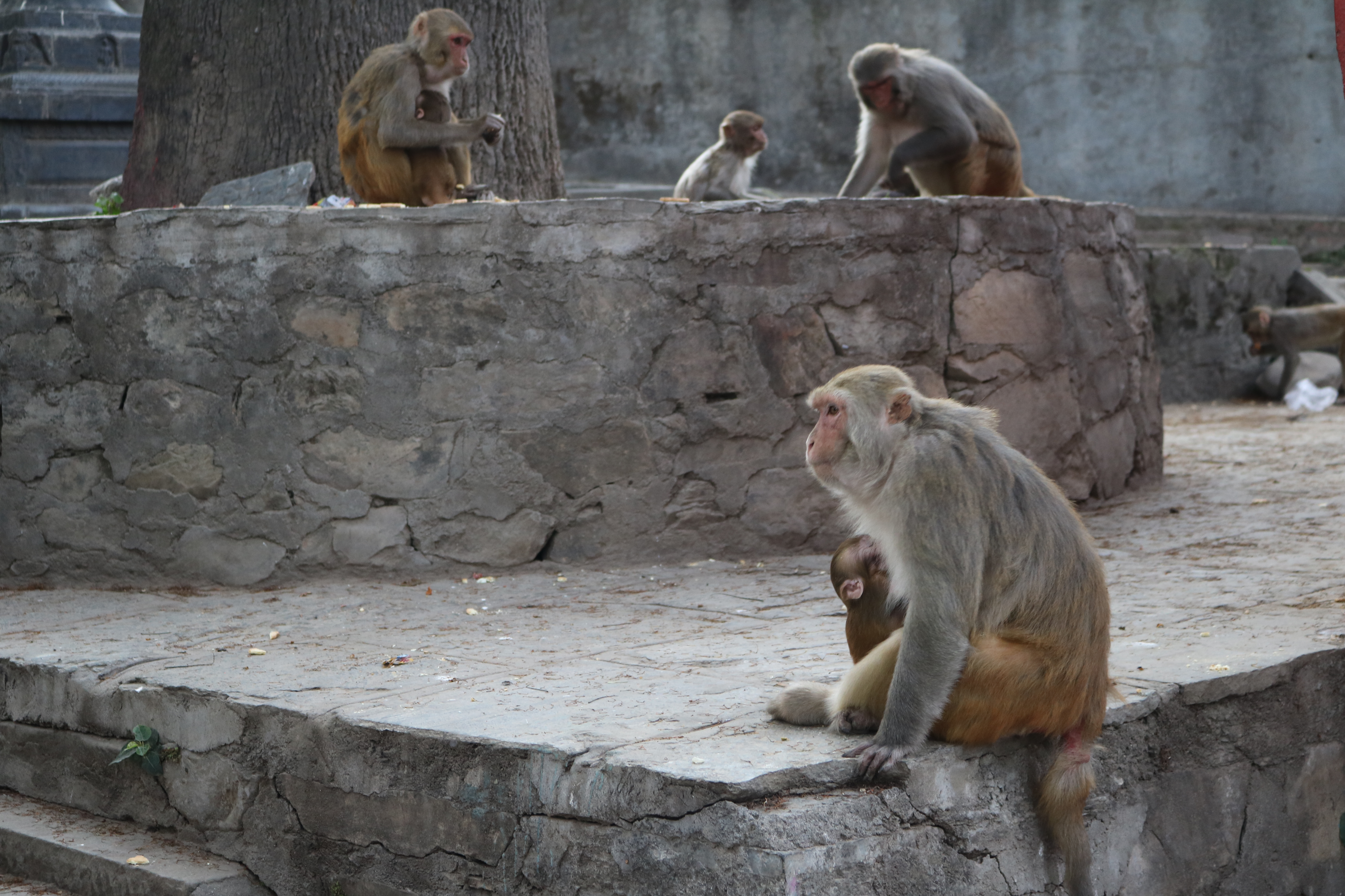 More monkeys at Swayambhunath Stupa